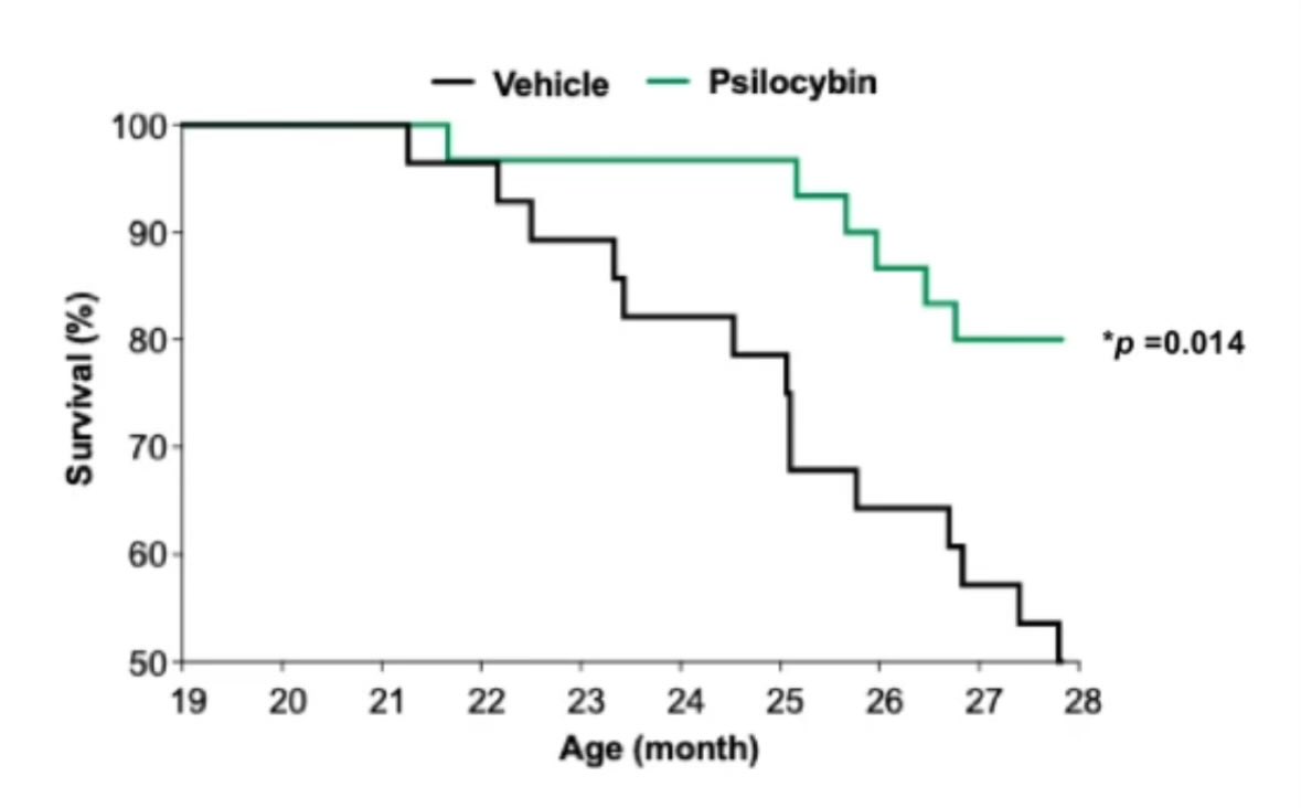 If the lifespan extending effects of psilocybin in cells and mice replicate, there’s something very meaningful happening biologically that deserves attention

nature.com/articles/s4151…