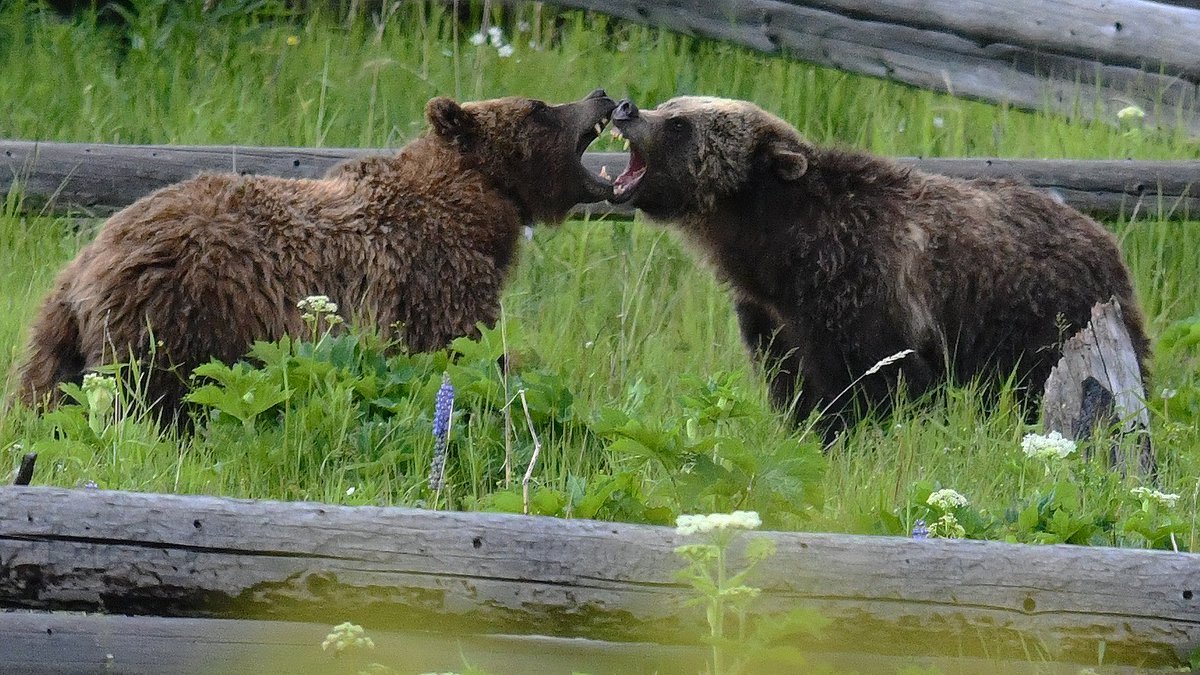 Yellowstone Day 3
We came back over the Beartooth and caught the Mountain Goats on top before seeing a massive heard of 1000+ Bison in the valley! Caught some shaggy Bighorns going out the East gate before finishing the night by crashing the date of 5 year old Grizzlies!