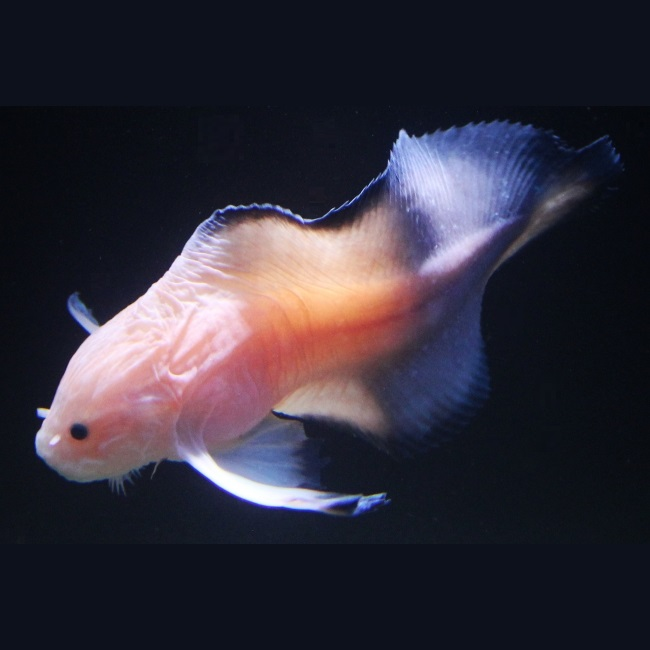 Deep Sea Daily tweet media