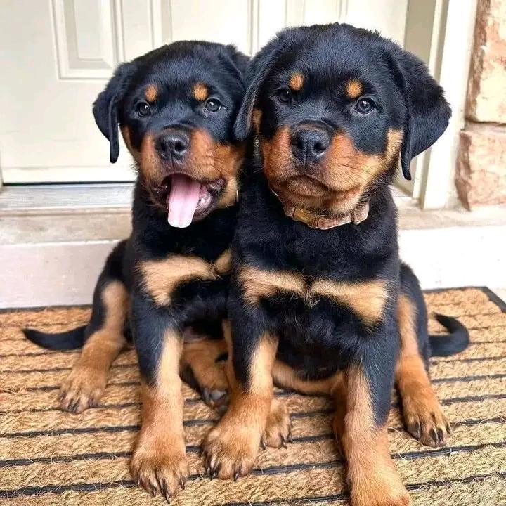 rottweiler19932's tweet image. Nice and sweet puppies, the best of friends. 鈽衡樅