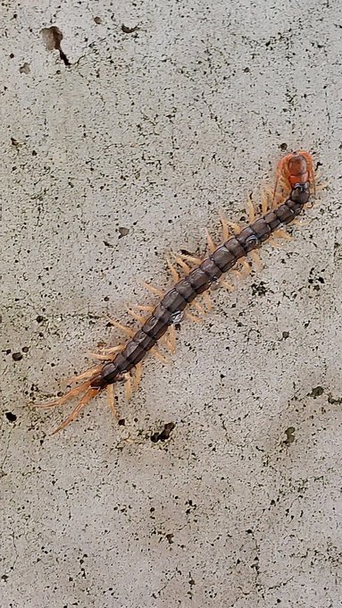 水やりしてたら来た
喉渇いたの? 