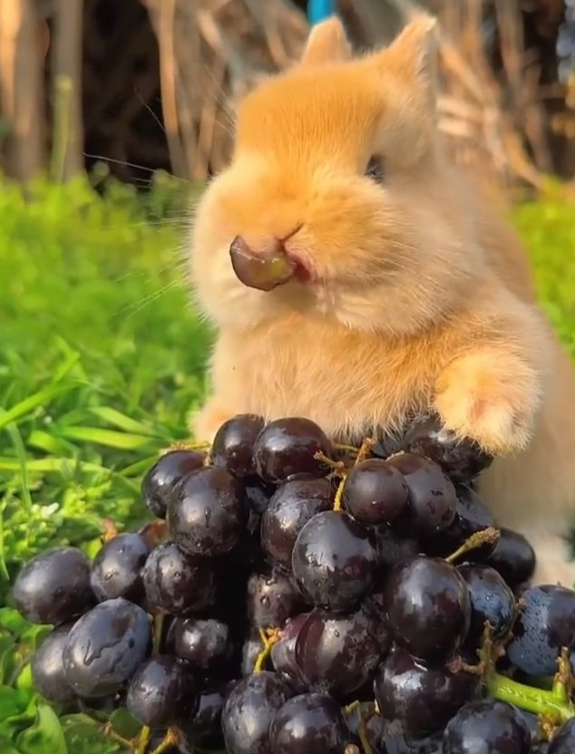 Conejito comiendo uvas. 🍇