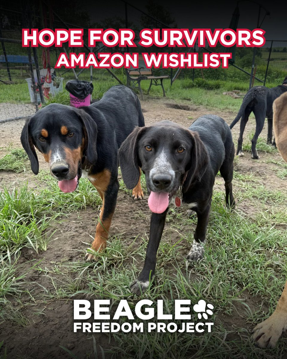 beaglefreedom's tweet image. It’s #WishlistWednesday! 🐾 Our rescued animals need your help, especially with food! 🐶
Freedom Fields is full of friends, and your support keeps them happy + healthy.
Send our animals some goodies from our Hope for Survivors Wishlist: amazon.com/hz/wishlist/ls…
