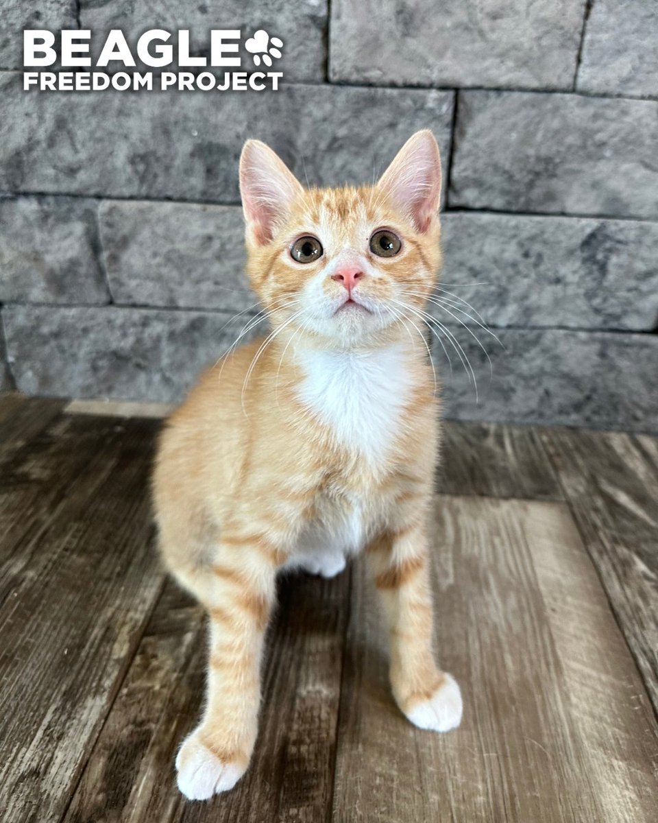 beaglefreedom's tweet image. It’s #WishlistWednesday! 🐾 Our rescued animals need your help, especially with food! 🐶
Freedom Fields is full of friends, and your support keeps them happy + healthy.
Send our animals some goodies from our Hope for Survivors Wishlist: amazon.com/hz/wishlist/ls…