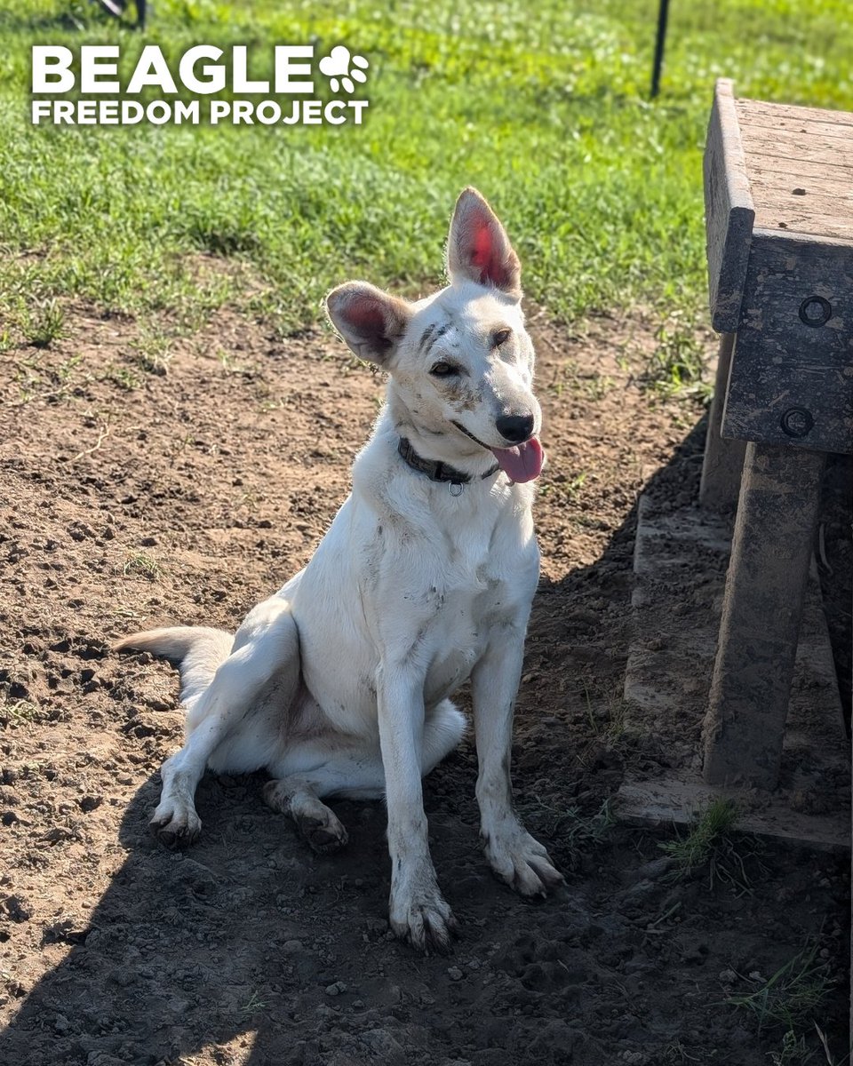beaglefreedom's tweet image. It’s #WishlistWednesday! 🐾 Our rescued animals need your help, especially with food! 🐶
Freedom Fields is full of friends, and your support keeps them happy + healthy.
Send our animals some goodies from our Hope for Survivors Wishlist: amazon.com/hz/wishlist/ls…