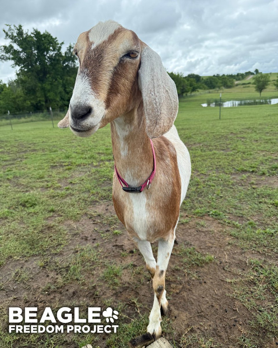 beaglefreedom's tweet image. It’s #WishlistWednesday! 🐾 Our rescued animals need your help, especially with food! 🐶
Freedom Fields is full of friends, and your support keeps them happy + healthy.
Send our animals some goodies from our Hope for Survivors Wishlist: amazon.com/hz/wishlist/ls…