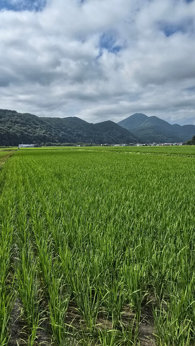 今日も溝付けでございます