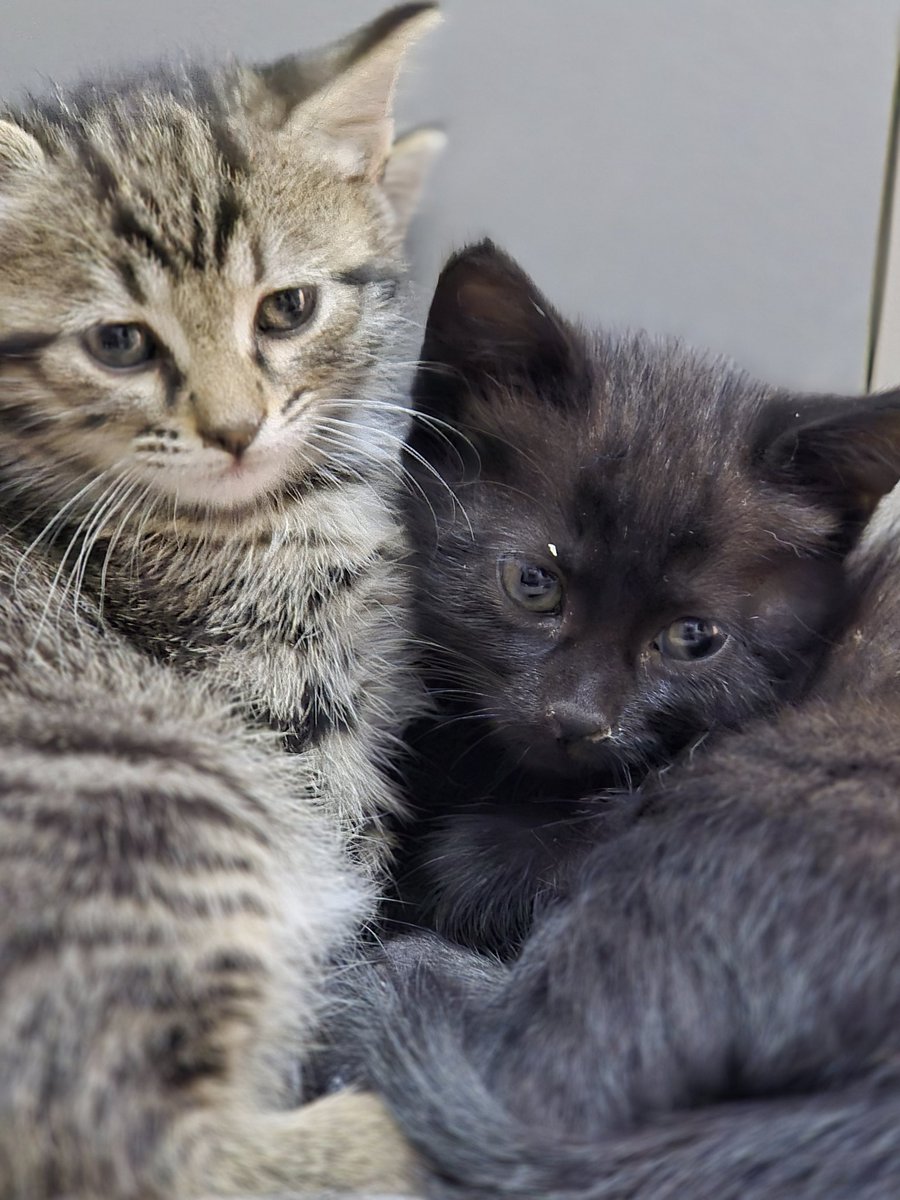 <a href="/omer_art4/">Ömer</a> Bunlarda sahiplenmeyi bekliyor