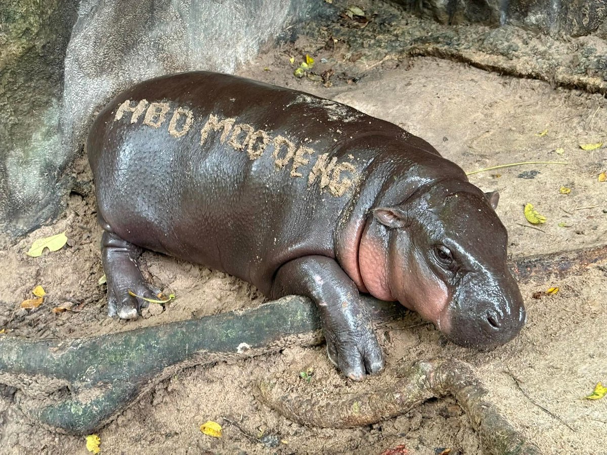 สุขสันต์วันเกิด1ปีให้กับ ซ้อเด้ง 
2080749005 กรุงไทย โครงการอุปถัมภ์สัตว์ป่า
#hippo #PygmyHippo #ขาหมูแอนด์เดอะแก๊ง #หมูเด้งจะเด้งกี่โมง #Moodeng #พี่ขาหมู #สวนสัตว์แปลกเขาเขียว