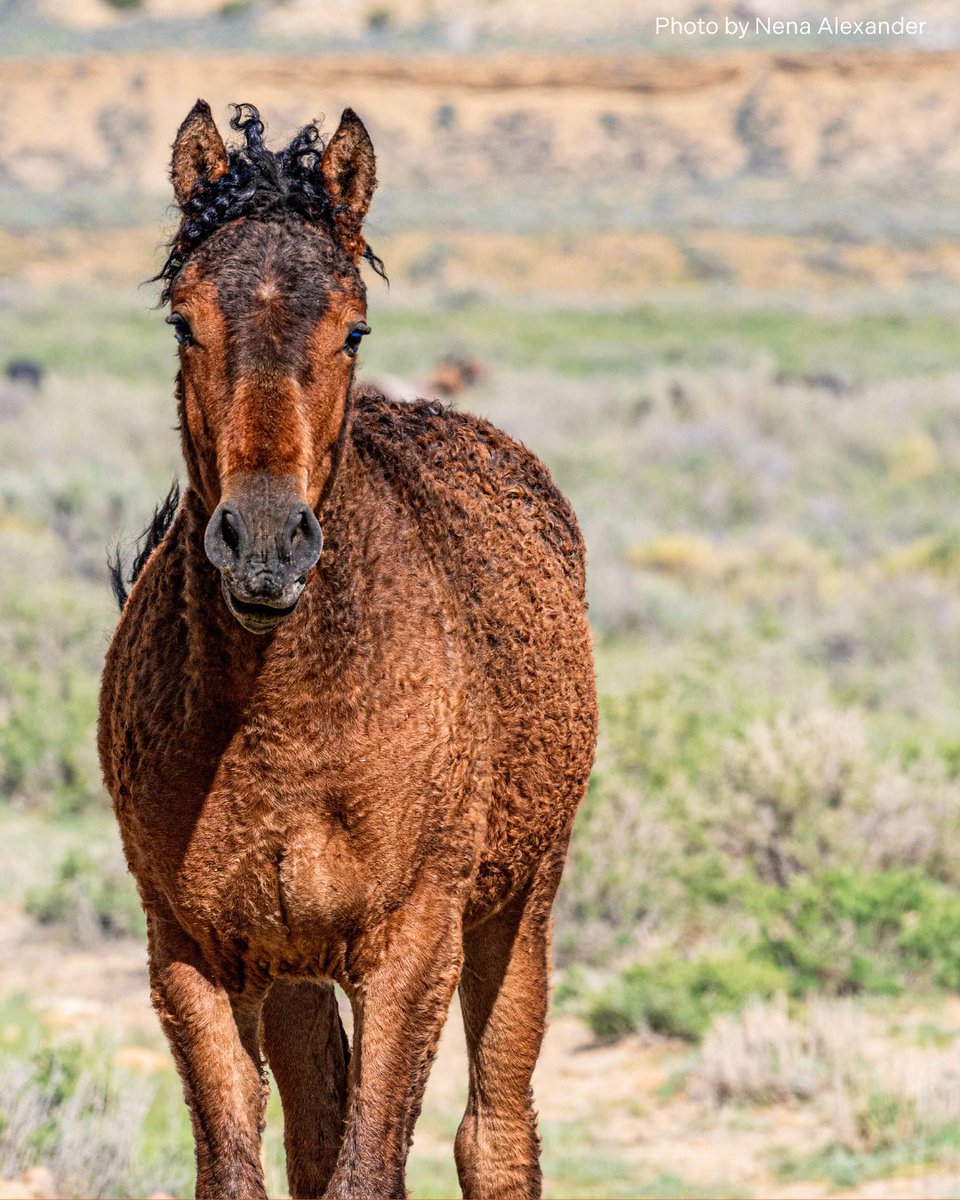 FreeWildHorses's tweet image. Photographer Nena Alexander just returned from Salt Wells, WY, where she spotted a familiar face: a foal she met last year—now sporting a mop of black curls! Nena saw many pregnant mares and newborns, many of whom could be captured in this summer's mass roundup of 1,922 mustangs.