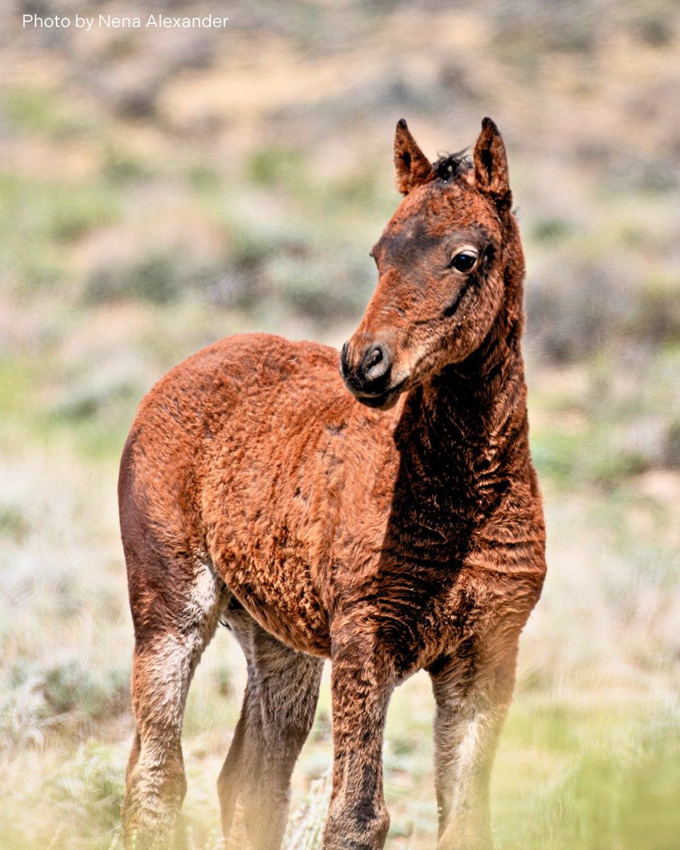 FreeWildHorses's tweet image. Photographer Nena Alexander just returned from Salt Wells, WY, where she spotted a familiar face: a foal she met last year—now sporting a mop of black curls! Nena saw many pregnant mares and newborns, many of whom could be captured in this summer's mass roundup of 1,922 mustangs.