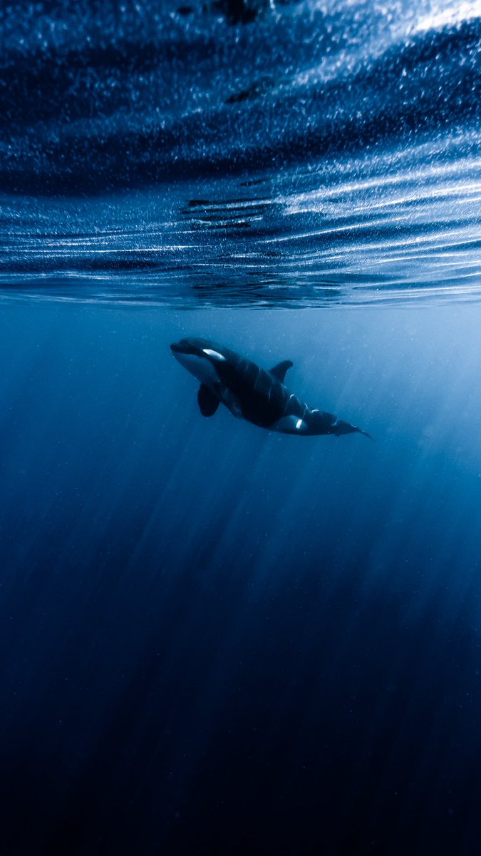 NicoMarinb's tweet photo. De mis fotos preferidas en el océano, una orca en frente mío cara a cara. https://t.co/3ELXP8GWRh