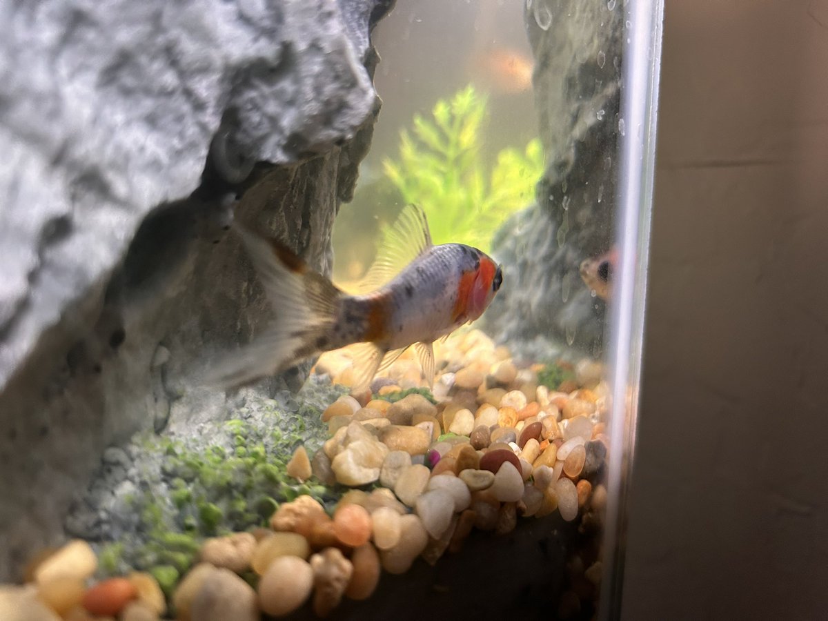 Is something wrong with my new fish chat? Why is his eyes fully black and one of his gills are yellow spotted ish?