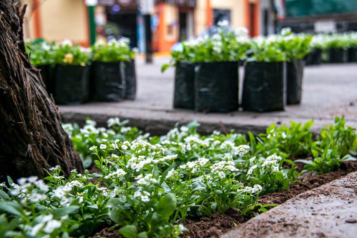 LinceconMalca's tweet photo. Supervisamos la limpieza integral de la avenida José Leal, donde retiramos desechos, maleza y residuos acumulados para que nuestras calles estén más limpias y seguras. 🚛✨
Cada calle que cuidamos transforma la vida de quienes la recorren. 💙 https://t.co/YrDzJvJW7f