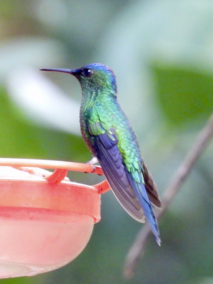 Hummingbirds were the main attraction at Trilha dos Tucanos today. Pictured are Festive Coquette, White Throated, White Chinned Sapphire and Violet Capped Woodnymph
