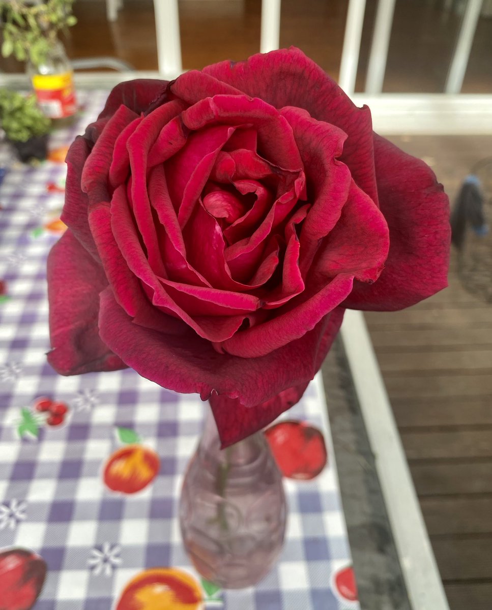 Here’s a rose 🌹 to cheer you in a world without a lot of cheer. 🤗🌹