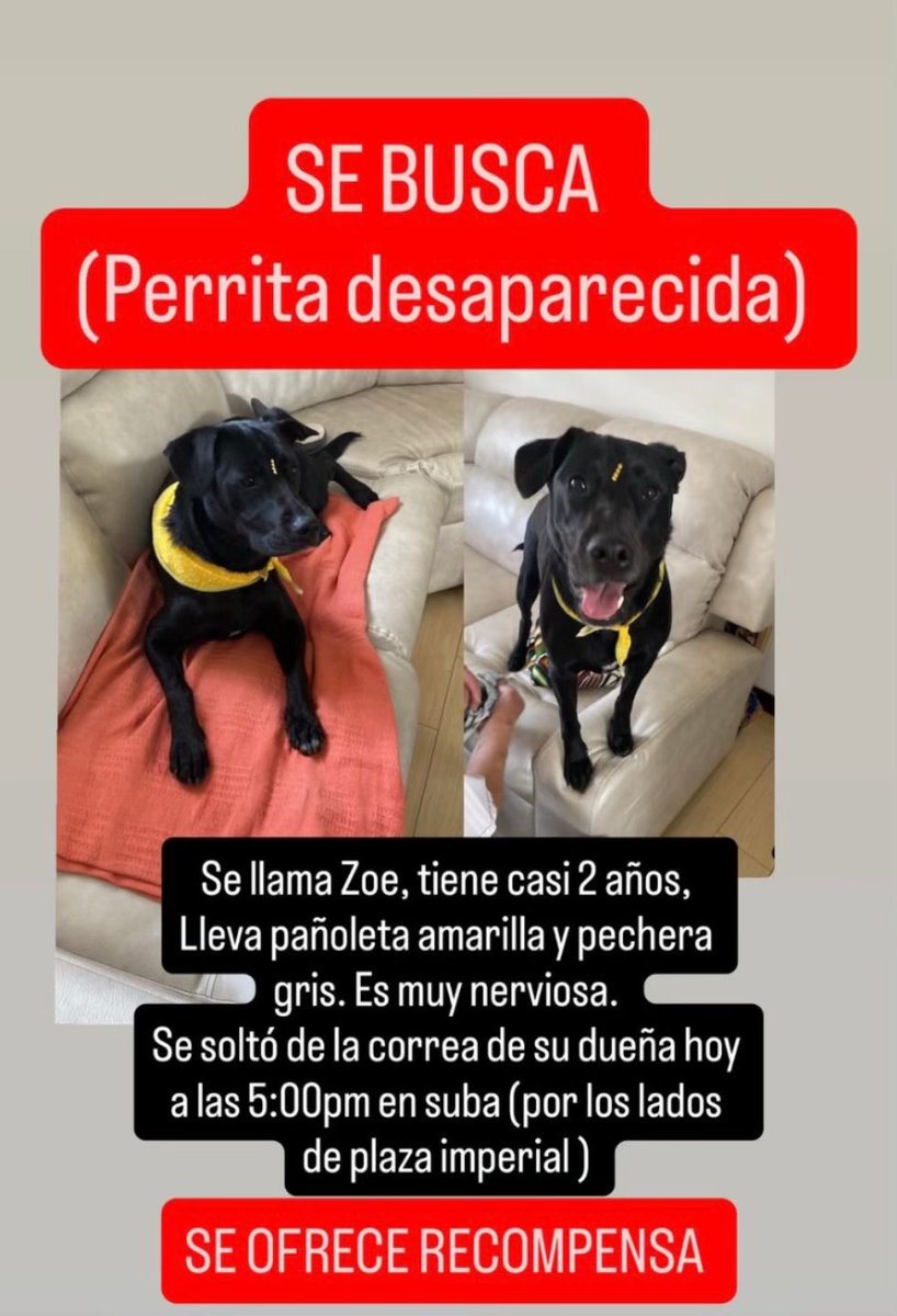 luzadrirod's tweet photo. 🚨 ¡URGENTE! Perrita perdida en Suba (Bogotá)
Se llama Zoé, tiene 2 años, es negrita con mancha blanca en el pecho.
Llevaba pañueleta amarilla y pechera rosada con gris.
Se perdió hoy cerca a Plaza Imperial.
📞 Info al DM.
Se ofrece recompensa. 🙏 https://t.co/aGpo0Xci8M