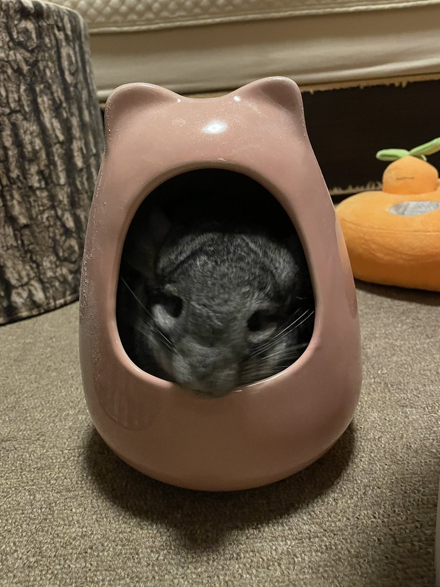 GunuchuKutachu's tweet image. 「飼い主ぃ🐭
夏だねぇ夏だねぇって毎日ぐぬとおしゃべりできるの、とっても幸せなことだと思わない？

わかりやすい形の感謝がいると思わない🍇？」