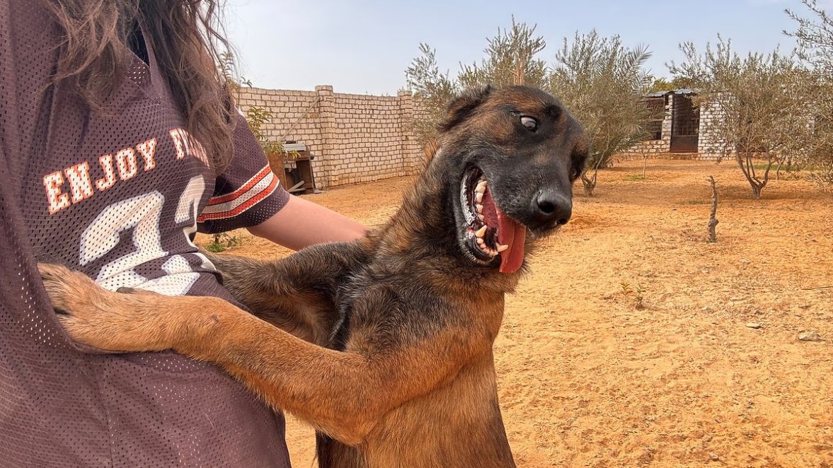 meme0cean's tweet photo. Heartbreaking animal cruelty exposed in popular holiday destinations-amazing rescuers like Georgia and Four Paws One Heart offer hope and a second chance to abused dogs like Hope and Rocky. https://t.co/zZbuWtVoPF https://t.co/PDFboU4mi0