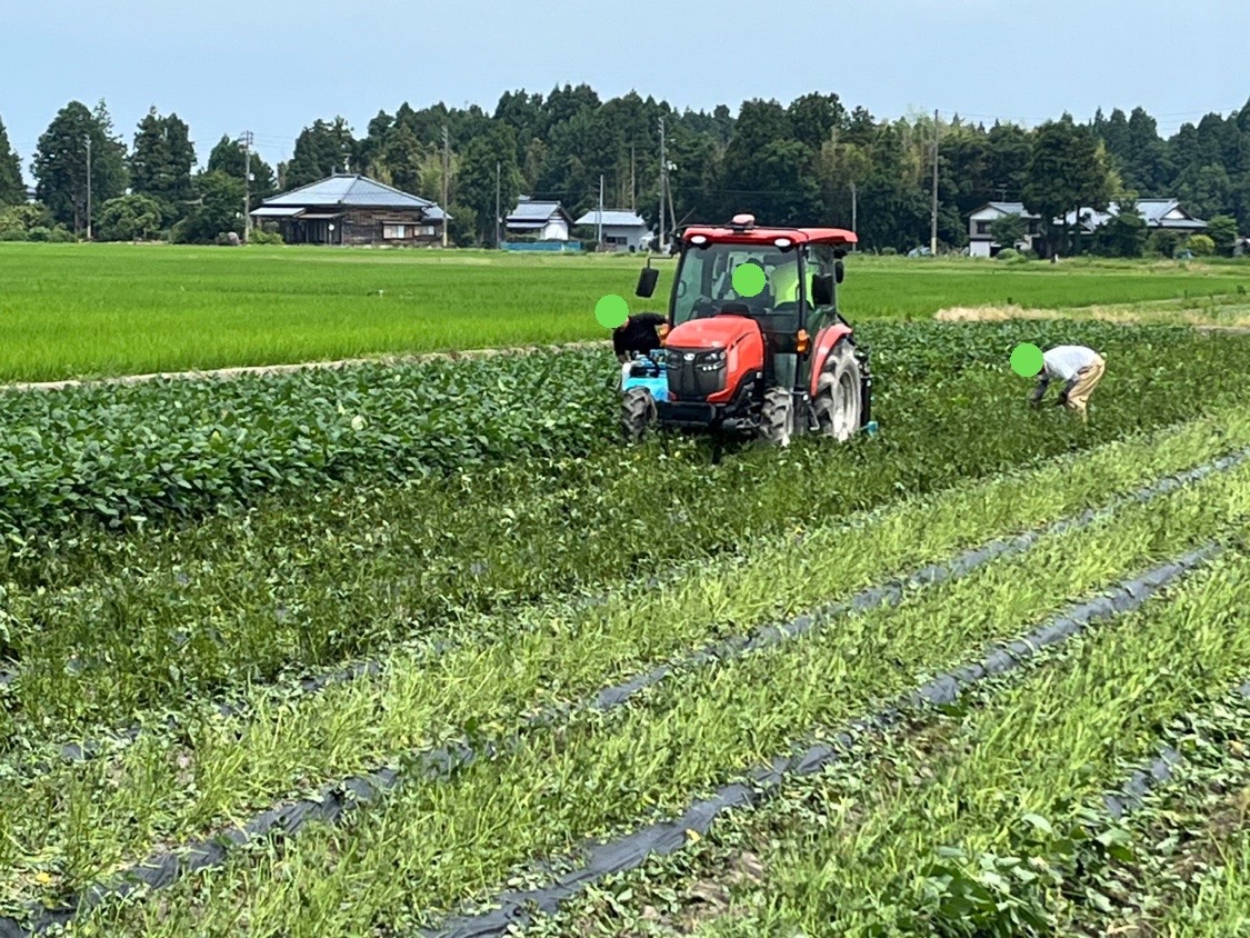ついに「あれ」のできあがり～‼️
この時期、生産者は「あれ」の収穫作業で大忙し
もうわかりましたよね
これまで紹介してきた「あれ」は「えだまめ」でした～😁
いよいよ #新潟産えだまめ を
皆さんの食卓にお届けできます
１袋と言わず、２袋、３袋と手に取っていただき
ざる盛りにしてご賞味下さい