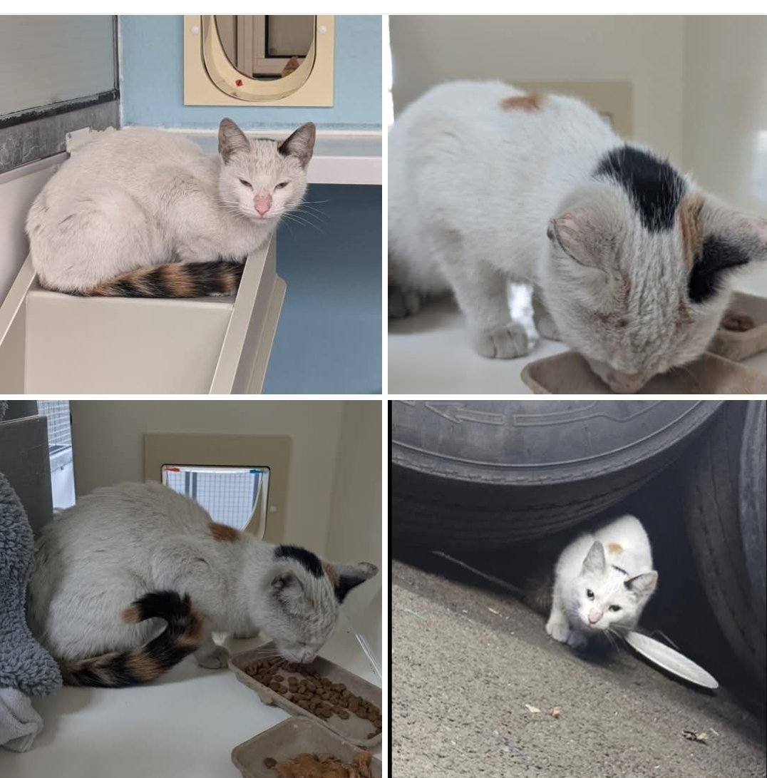 This lost cat travelled in an engine all the way from South Mimms services (Hertfordshire) to Scotland!!
She jumped out when the driver stopped in Blantyre a few days ago.

Scotland cat centre now have her &amp; are seeking her owner. She is not chipped 😔 is anyone looking for her?