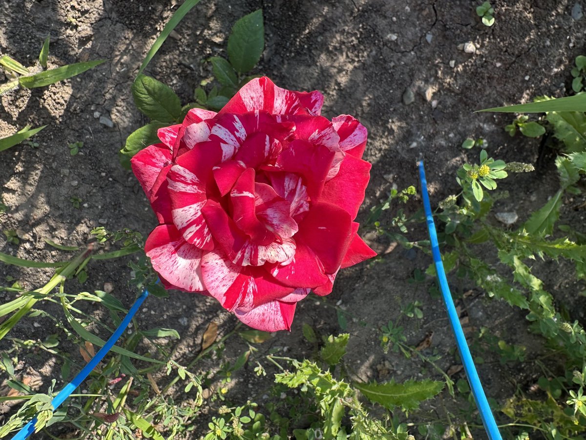 One of the newest members of my rose collection