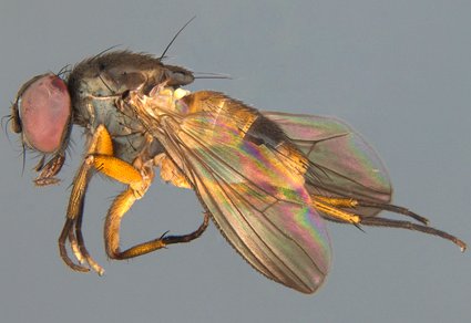 Zootaxa's tweet photo. A #newspecies of #Agenamyia Albuquerque (#Diptera: #Muscidae) from Andean Amazon, #Colombia
#taxonomy
https://t.co/W3v8ijvokC https://t.co/Bnnmf7qoLF
