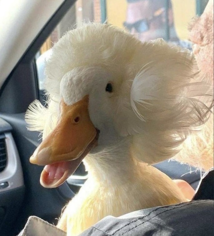 MrHarryBerries's tweet image. I don&apos;t know what the hell #socideveloper_com is, but look at this duck.