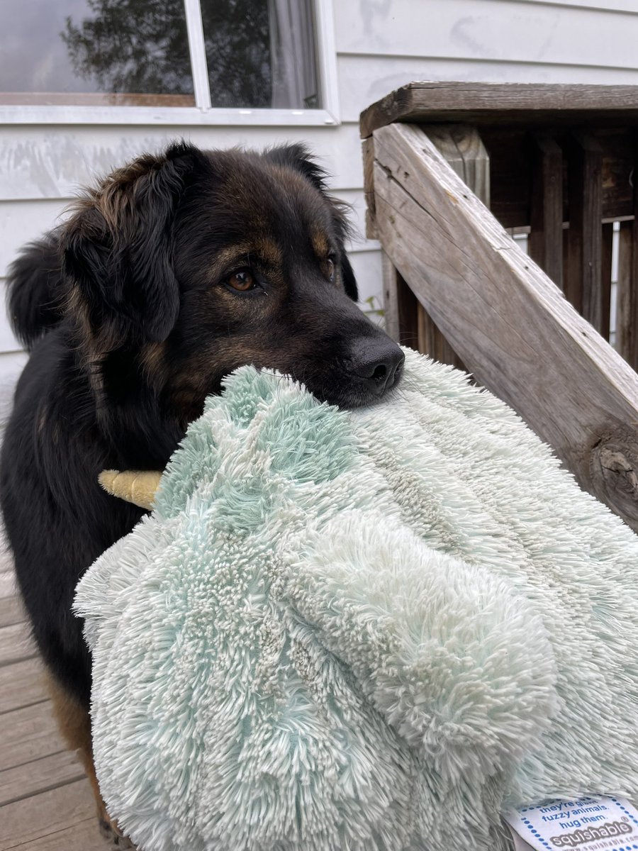 He insists on having a toy or something when he gets the zoomies and needs to run around. Tonight it was the decimated narwhal stuffed animal. Usually an inside toy.. now. Well.