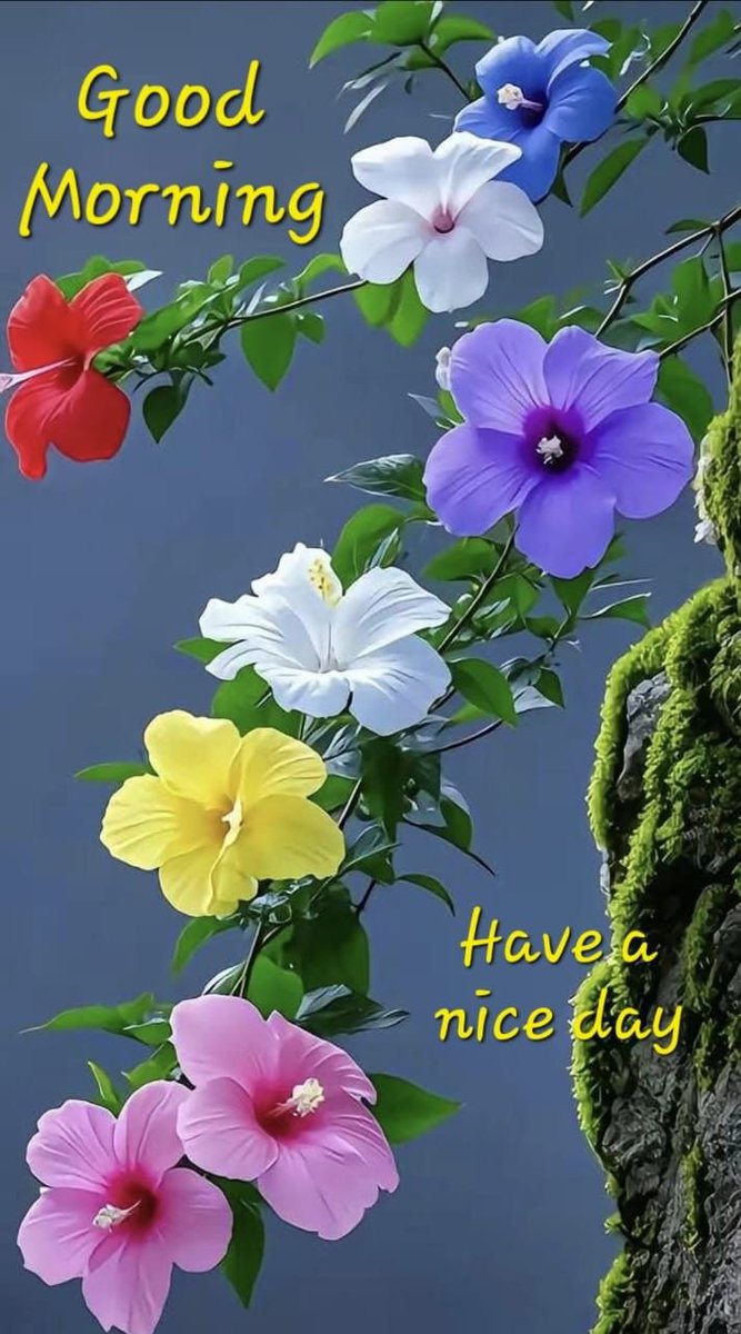 "Good morning! Start your day with a smile and positive thoughts." 

Good Morning To All X Friends 🌅
