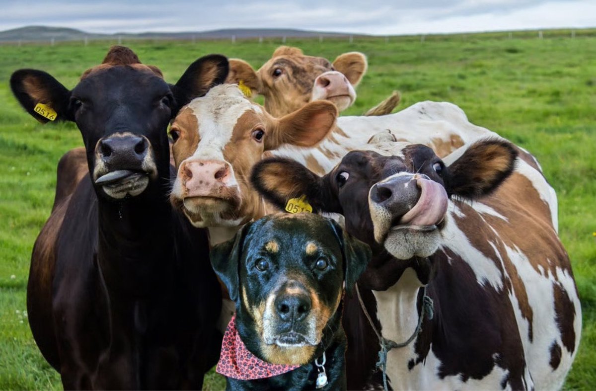 annielynnshea's tweet photo. July 9: Cow Appreciation
"On this #CowAppreciationDay, I'm reminded of when I went undercover with a herd of cows. I decided to go back and we recreated the photo! Look at silly Bessie making the same face!" ๐พ๐พ
#PostAFavPic4VioletJul25
#DogsofTwitter
#DogsofX https://t.co/s5nrcl46wv