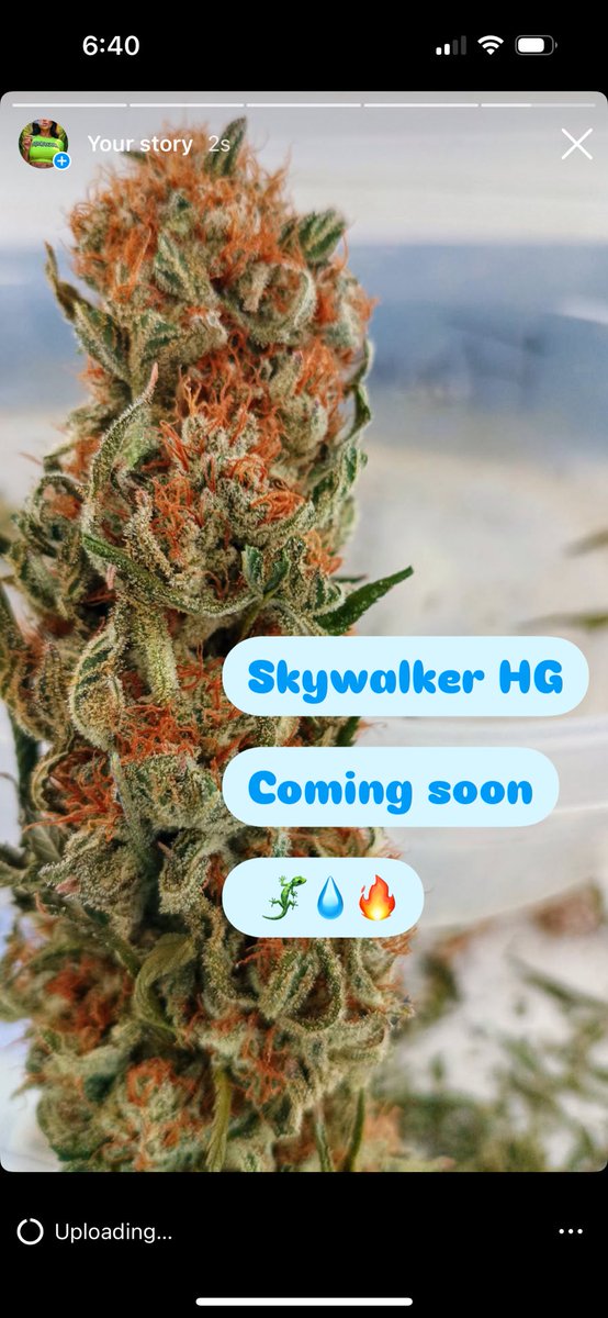 hydroguana's tweet image. 😎