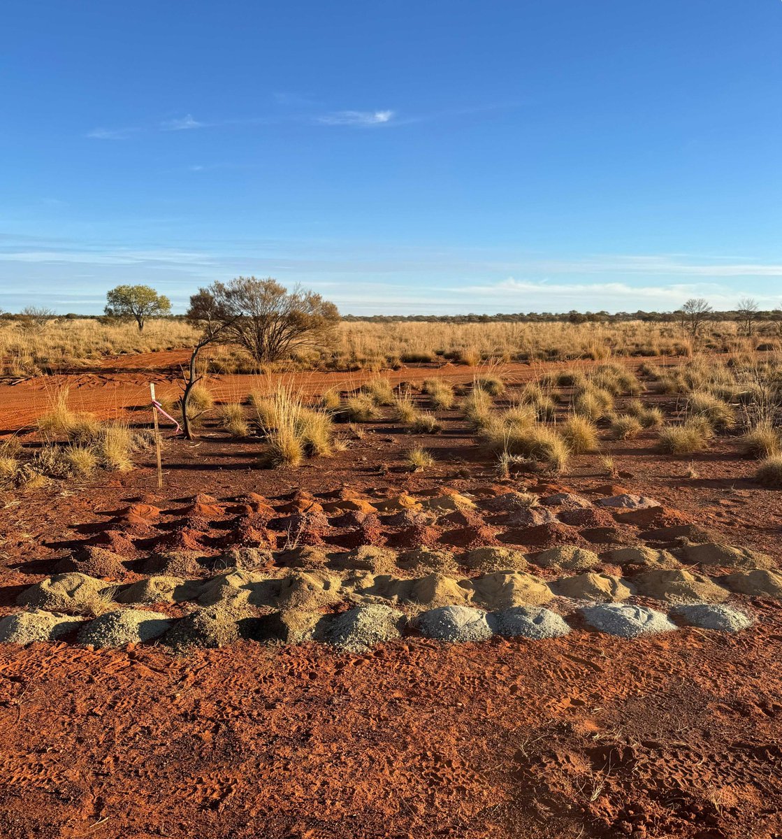 YandalResources's tweet photo. $yrl Caladan AC results are showing early signs of scale and discovery potential, with a mineralised structure defined over more than 800m and open in all directions.
https://t.co/12BG94tTwJ
#yrl #gold #exploration #drilling #discovery https://t.co/vhxN2gwxhS