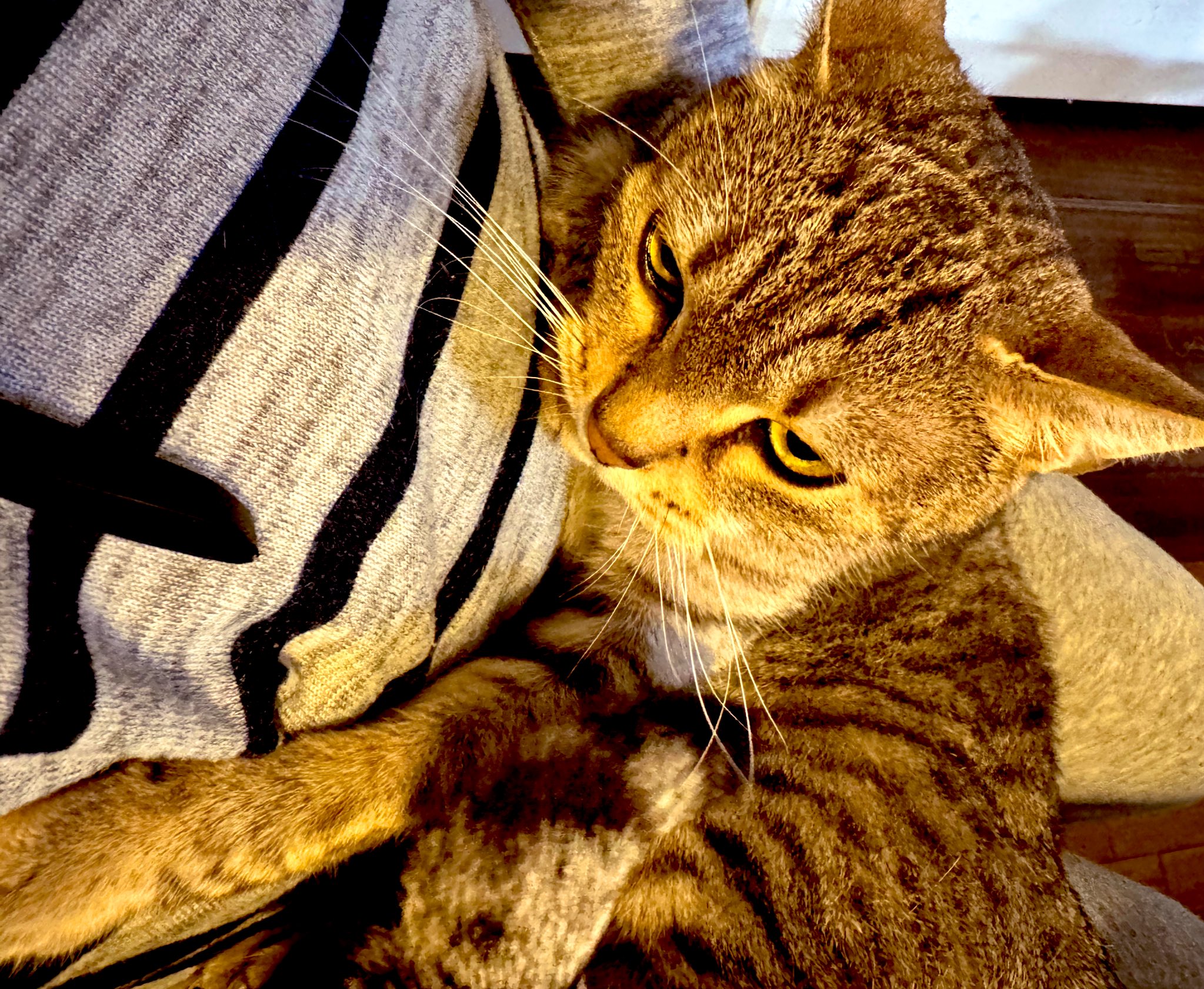 つむぎページ ホビージャパン 1/64 トヨタ セリカXX 2000GT A60 ツインカム24