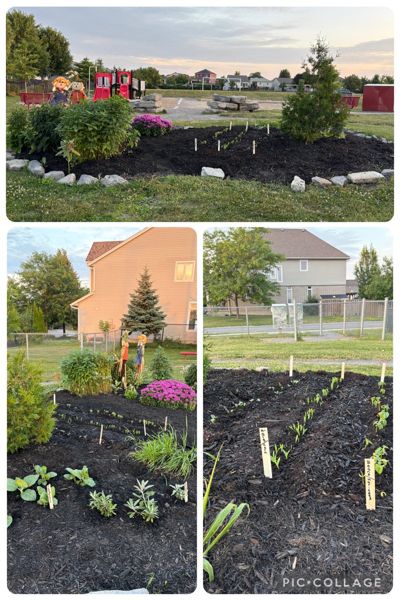 Madame Louise (@louise17adam) on Twitter photo The garden is starting to look great 😊 Thank you to the Parent Committee for your continued support!
<a href="/EcoleMaple_LDSB/">École Maple Elementary School</a> The garden is starting to look great 😊 Thank you to the Parent Committee for your continued support!
<a href="/EcoleMaple_LDSB/">École Maple Elementary School</a>