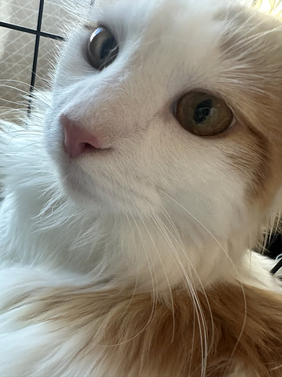GeroZaemon1's tweet photo. おはよう🫠 ☀️モカ🐈⸒⸒⸒⸒むーたん🐇 https://t.co/7X21fMfBEq