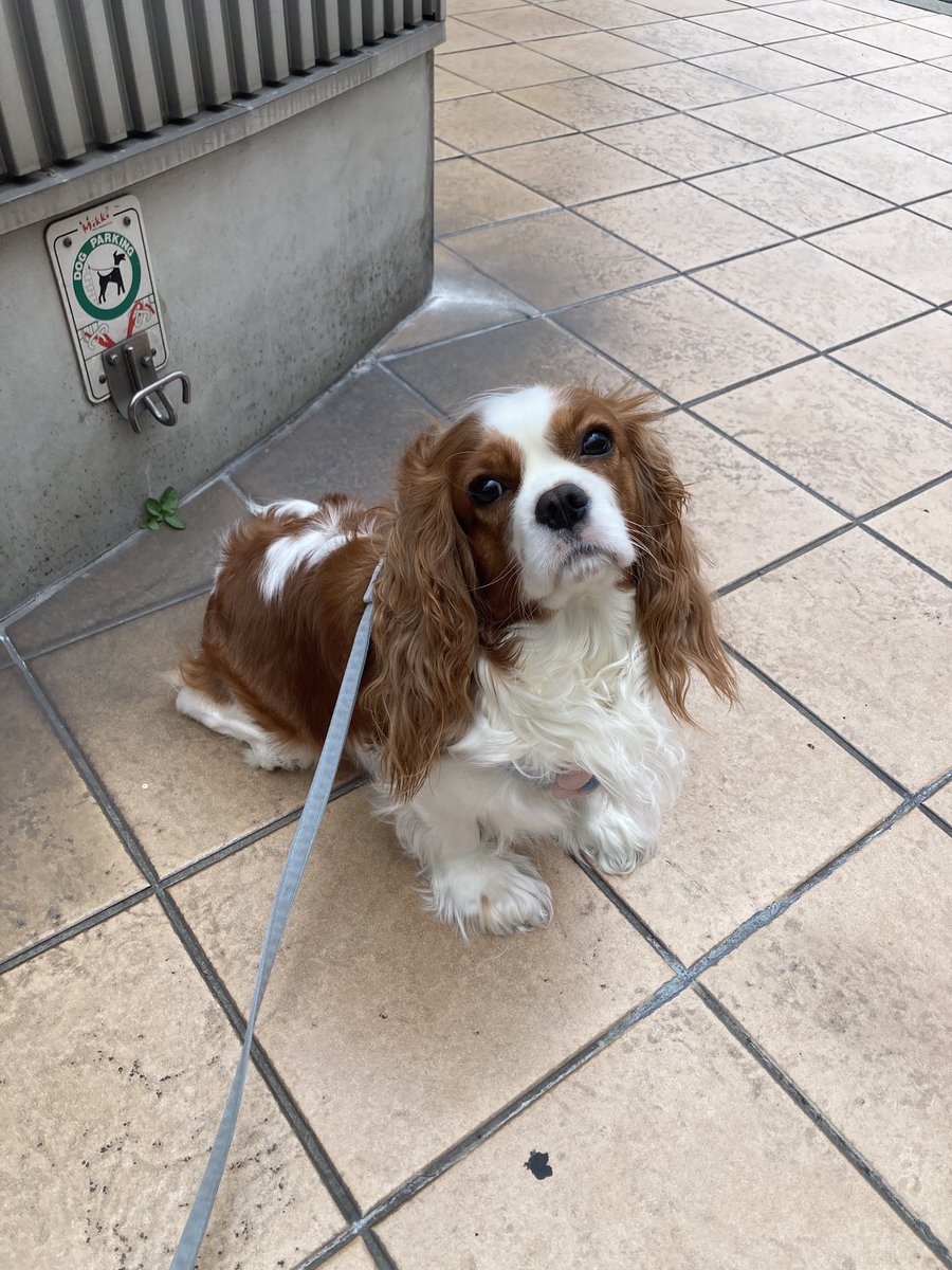 cando1998's tweet image. すみません、ちゃんと耳掃除してあげなくて中耳炎になってしまいました。
薬をもらって一週間ぐらいで治るそうです。
キャパリアのお父さんお母さん
心をかけましょう❤️🙏