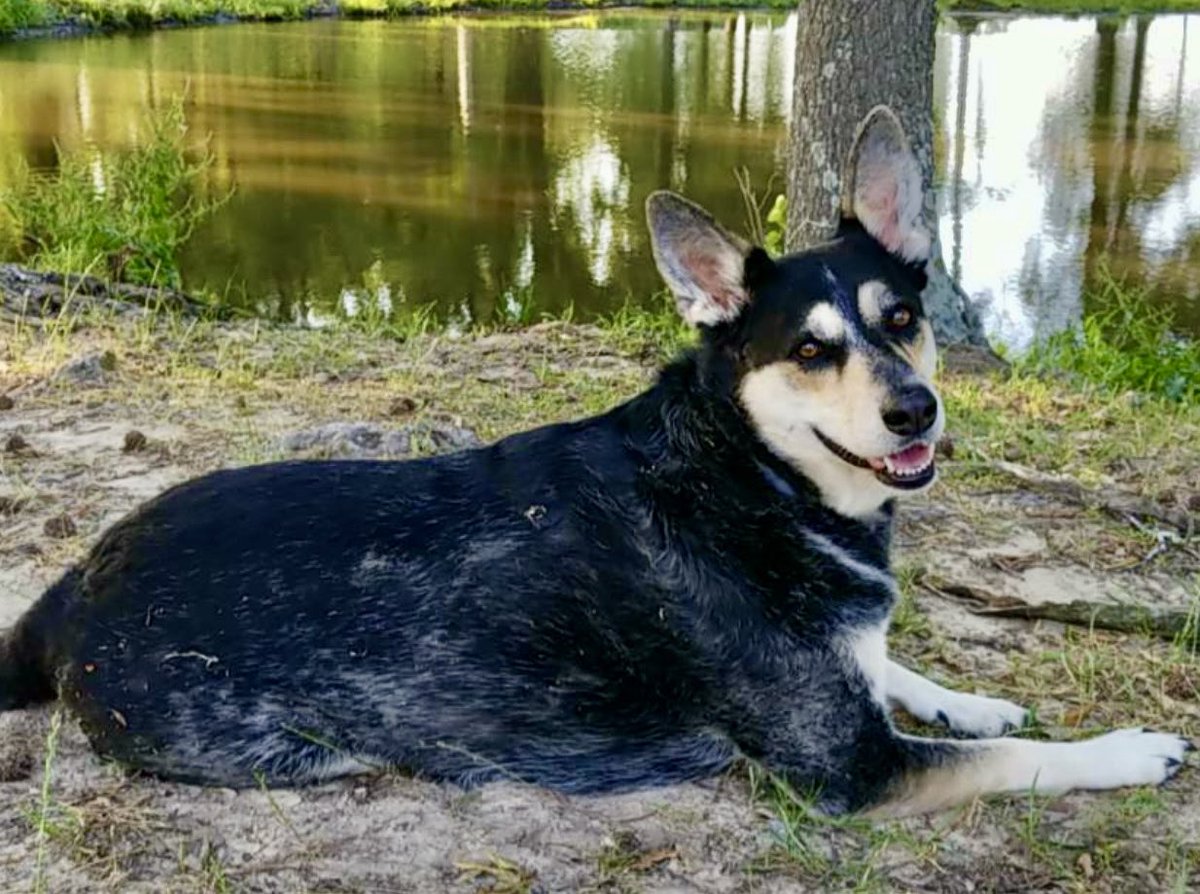 adenny356's tweet photo. @Love4PoliceDogs I lost my Casey to this cancer just a week ago.  It is truly a horrible thing. 🥺💔🐾 https://t.co/lIsSiN73Id