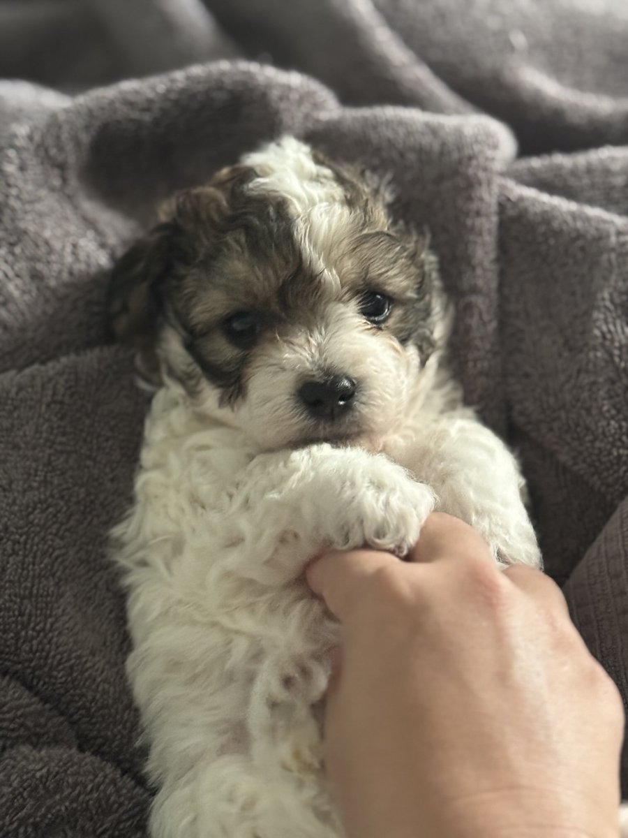 Meet Porter https://t.co/s28GO3ro4t