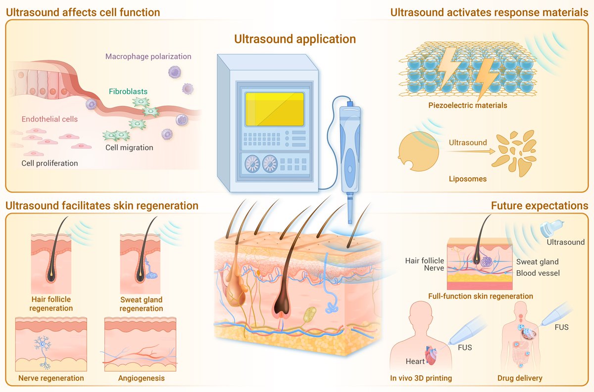 The application of ultrasound for skin and appendage regeneration: A comprehensive review. Read more doi.org/10.59717/j.xin…
#research #LifeSciences #TIC2025