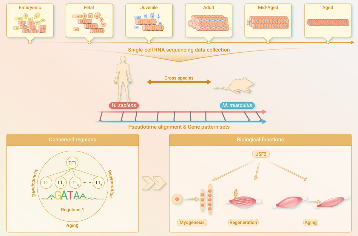 Single-cell analysis reveals conserved regulons shaping muscle stem cell behavior during development and aging in mammals. Read more doi.org/10.59717/j.xin…
#LifeSciences #TIC2025