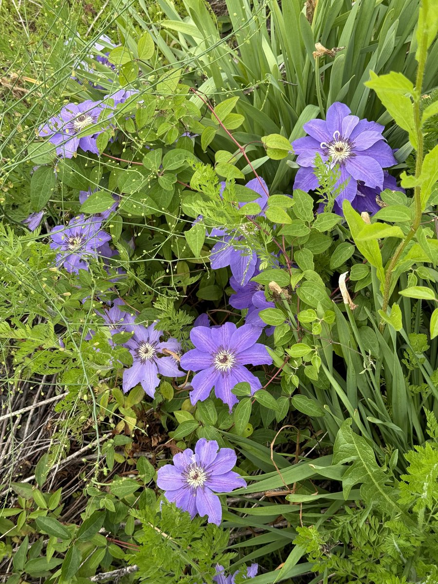 avopeachcado's tweet photo. pretty clematis in every color💗 https://t.co/8ikyV96VMz