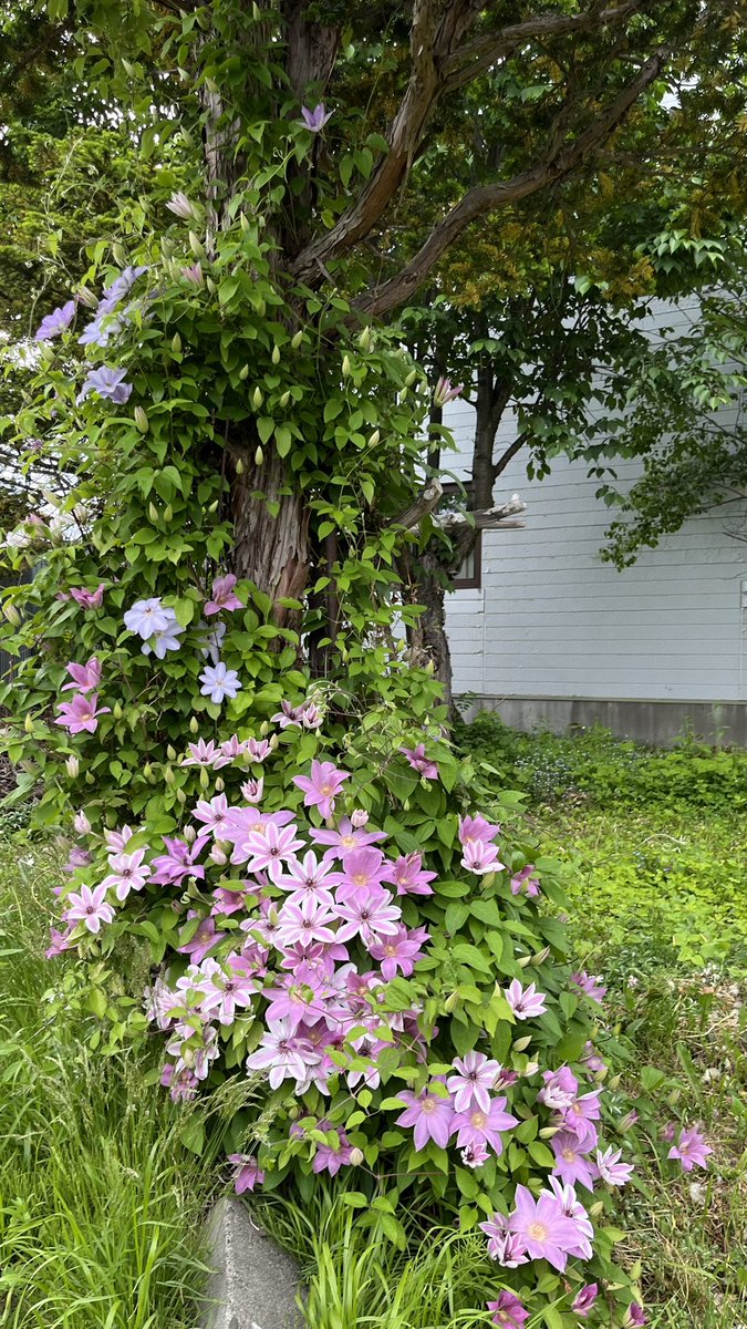 avopeachcado's tweet photo. pretty clematis in every color💗 https://t.co/8ikyV96VMz
