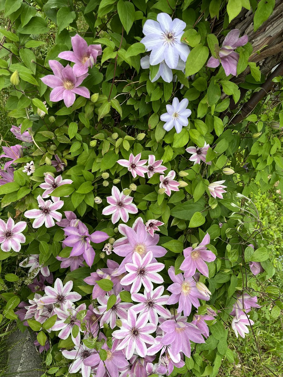 avopeachcado's tweet photo. pretty clematis in every color💗 https://t.co/8ikyV96VMz
