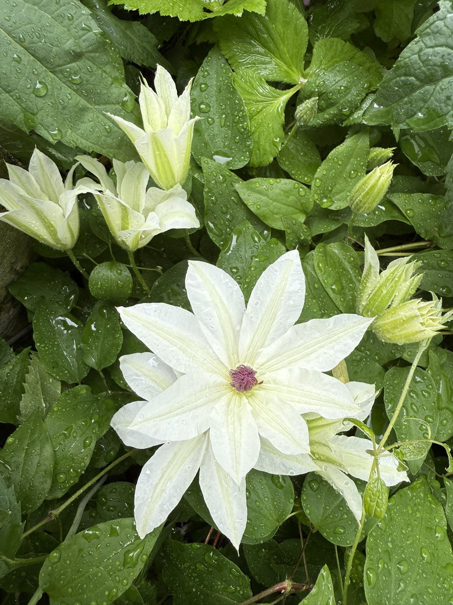 avopeachcado's tweet photo. pretty clematis in every color💗 https://t.co/8ikyV96VMz
