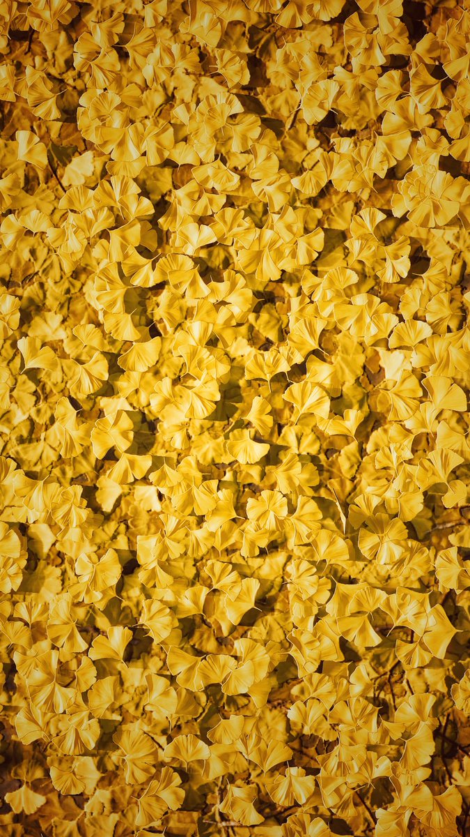 Red leaves, yellow leaves 🍂

#GhostOfTsushima 
#VirtualPhotography