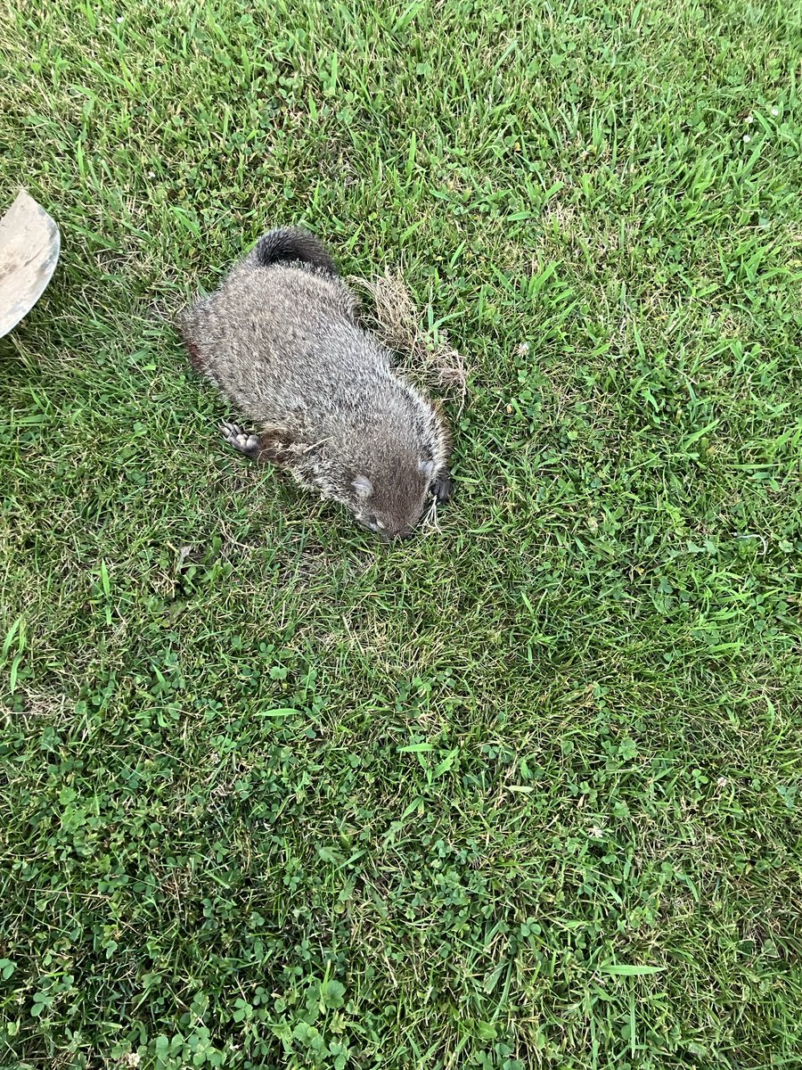 Nap time! ⁦<a href="/mmmadcccow/">Diane 🐦 Rabbit</a>⁩