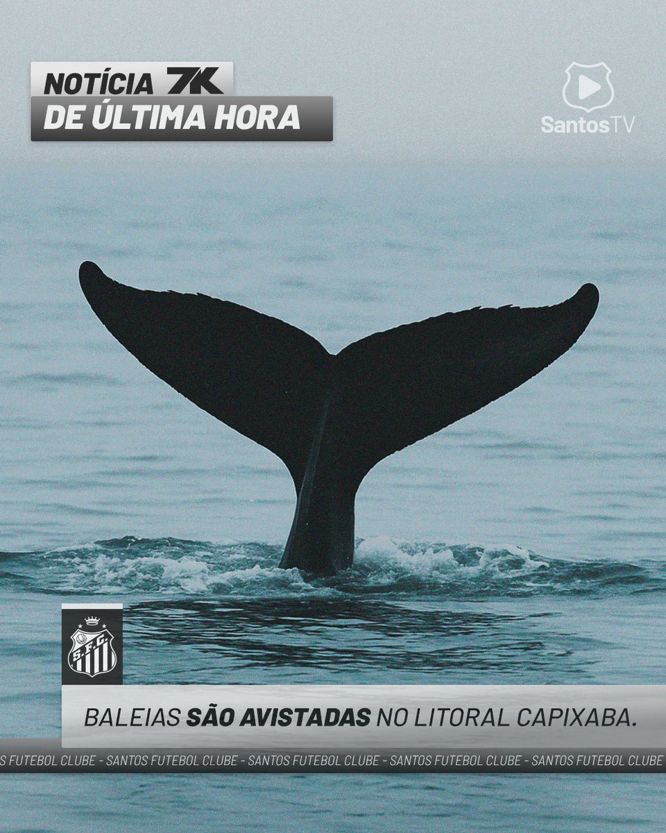 Fiquem ligados! 👀🐳