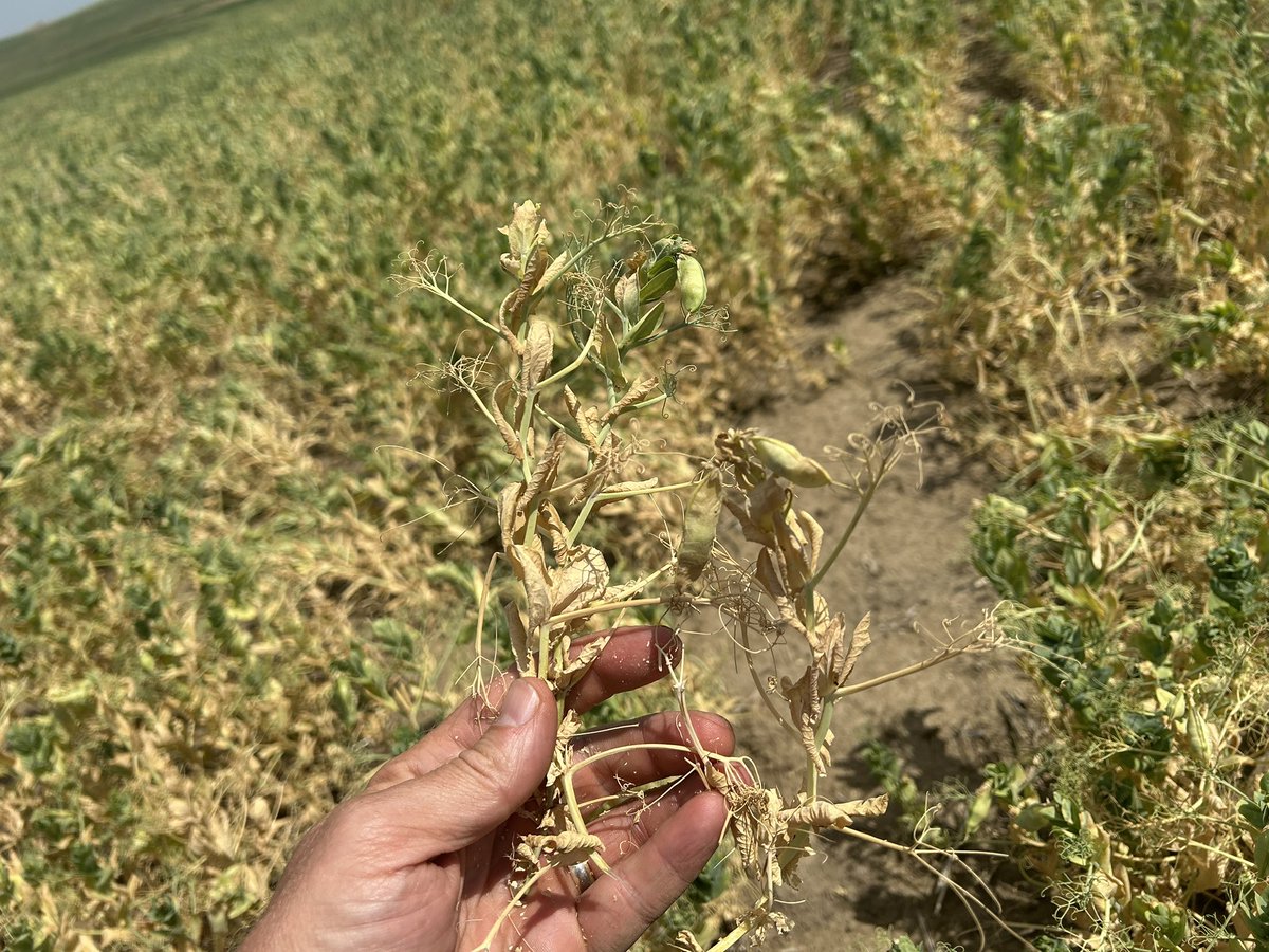 PickMeProduce's tweet image. I checked some crops today. I’ve actively been avoiding them for some time, tough to see again, especially with insurance below the cost of production. Maple Peas were first seeded probably averaging 5 kernels per plant in large areas of the field. Sad. #drought #peas