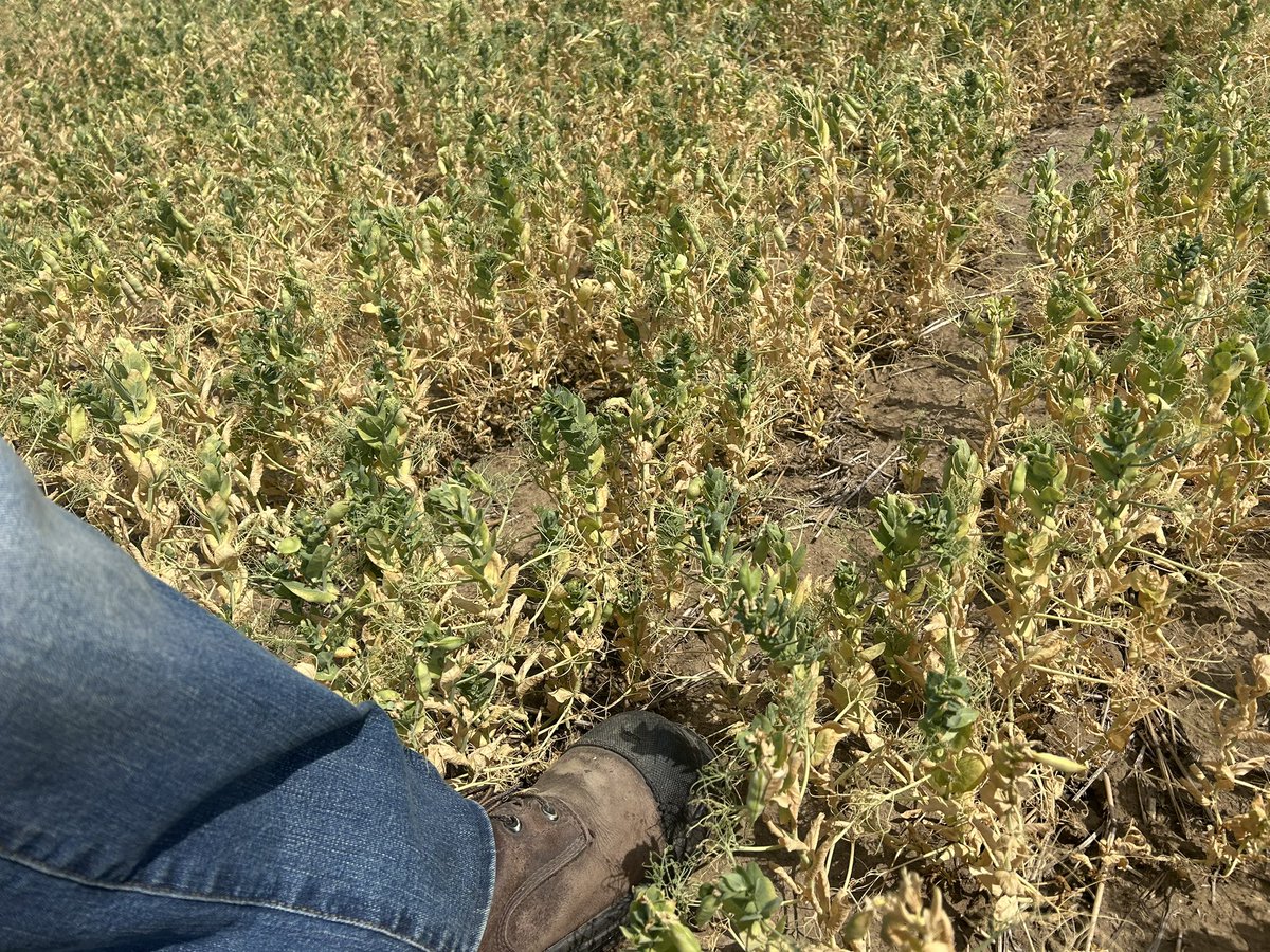 PickMeProduce's tweet image. I checked some crops today. I’ve actively been avoiding them for some time, tough to see again, especially with insurance below the cost of production. Maple Peas were first seeded probably averaging 5 kernels per plant in large areas of the field. Sad. #drought #peas